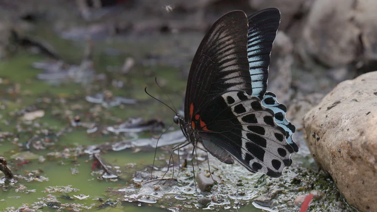 Farfalla Blue Mormon che si abbevera nel fango mentre viene infastidita da minuscole api senza pungiglione ronzanti. Interazione al rallentatore.