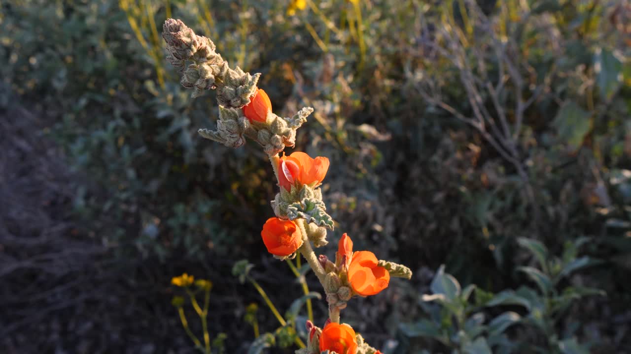 Beautiful orange desert wildflower in its natural habitat on sunny day
