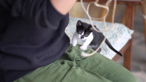 anonymous owner playing with kitten at home