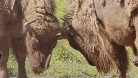 European-bison-wrestling-for-dominance-using-heads-and-horns,-closeup-view
