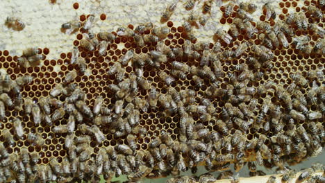 Ohne-Bienen-Kann-Baumwolle-Nicht-Wachsen