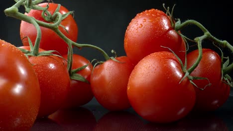 tomatoes close-up on a branch. a bunch of wet tomatoes sprinkled with water