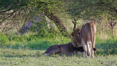 a black maned lion and one young lion walking together inside the savannah of nxai pan national park in botswana