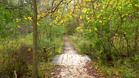 hiking-trail-path-in-autumn-fall-forest-4k