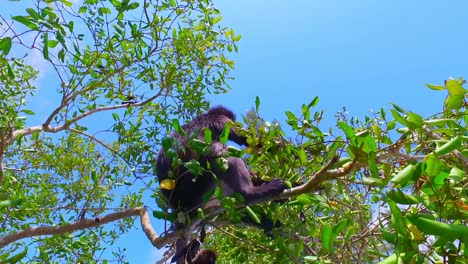 Affe---Trachypithecus-Obscurus---Brillenlangur---Langkawi