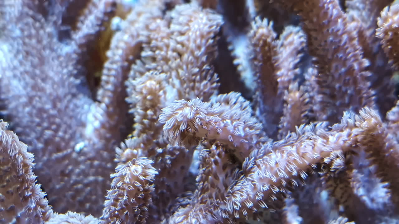 Stunning close-up of corals swaying gently in the underwater current, full of life.