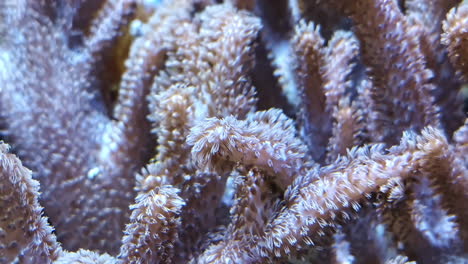 stunning close-up of corals swaying gently in the underwater current, full of life.