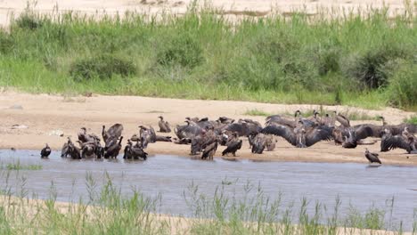 Un-Comité-De-Buitres-Se-Baña-En-El-Río-Y-Se-Seca-Bajo-El-Sol-Africano