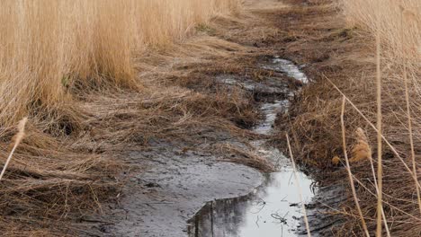 Dry-beige-reed-steams-on-the-wind,-reed-plants-near-the-lake-Liepaja-coastline,-almost-dry-ditch-with-dark-water,-calm-sunny-spring-day,-medium-shot