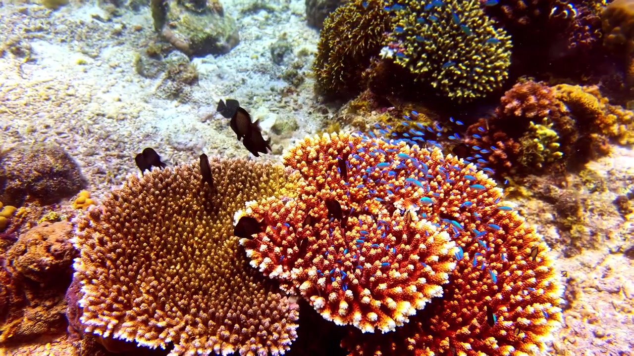 Una barriera corallina piena di vita, un banco di piccoli pesci damigella blu nuota attivamente intorno ad essa