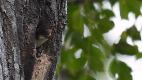 El-Falconet-De-Muslo-Negro-Es-Una-De-Las-Aves-Rapaces-Más-Pequeñas-Que-Se-Encuentran-En-Los-Bosques-De-Algunos-Países-De-Asia