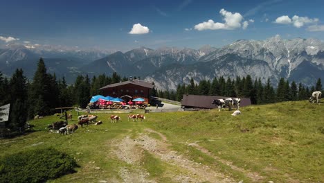 inn valley with cows on the birgitzer alm, very close to innsbruck, with sun and blue sky in july