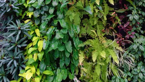 dense, lush and vivid green variety of plants growing on a vertical living wall in the garden, slow pan from bottom to top