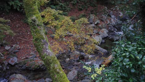 Herbstblätter-Fallen-In-Der-Flussschlucht-In-Japan