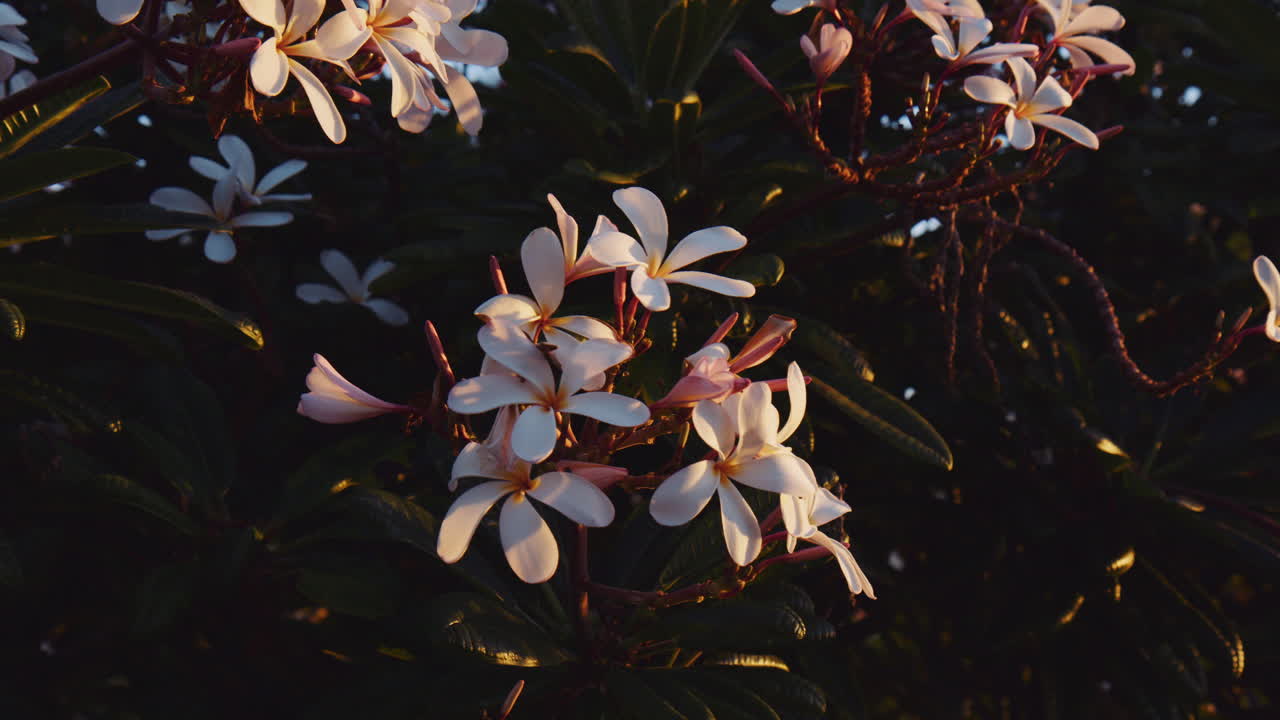 Closeup Of Blooming White Frangipani Flowers In Morning Sunlight In Hawaii