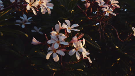 closeup of blooming white frangipani flowers in morning sunlight in hawaii