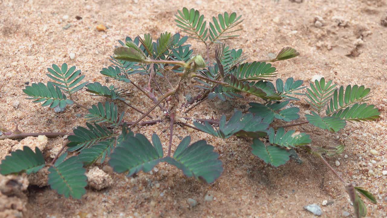 식물이 열리는 클로즈  타임 스