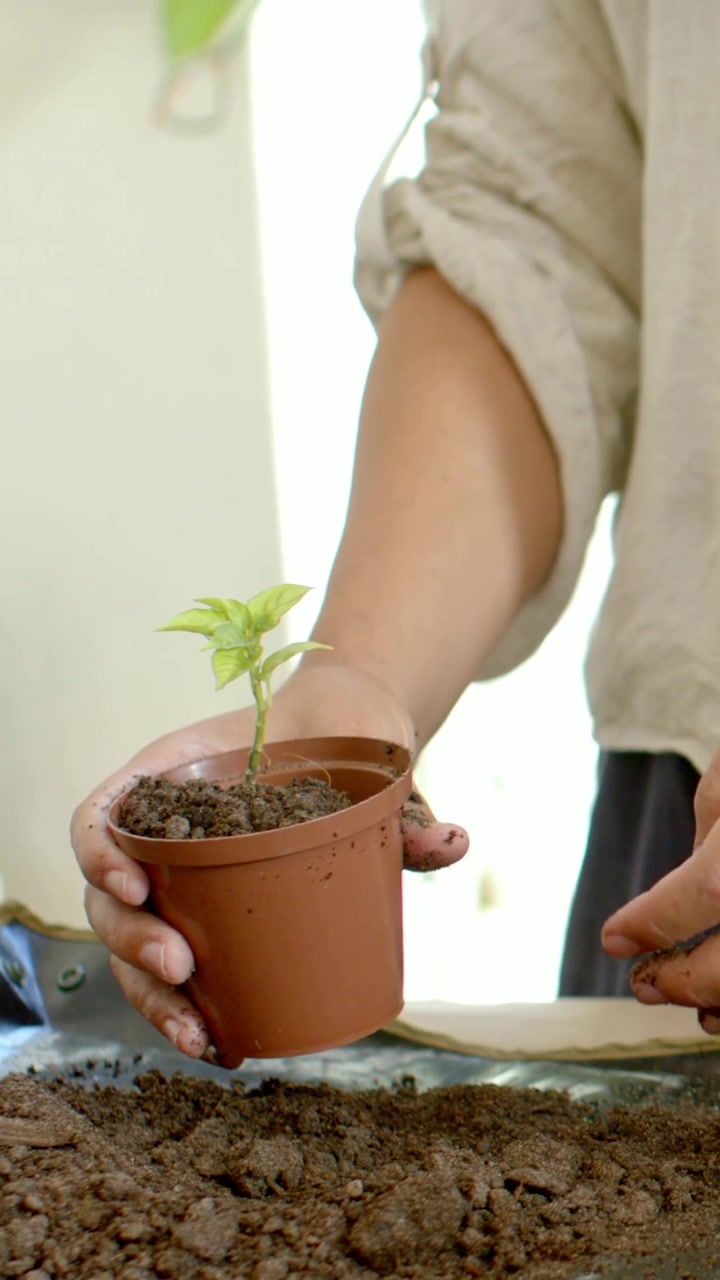 Video vertical: Persona sosteniendo una maceta, presionando la tierra para asegurar un brote en casa, con camisa beige.