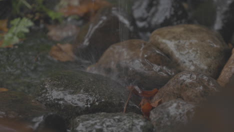 雨水在花園裡落在<unk>子上.