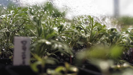 super slow motion footage of water from a hose splashing hard against small plants in a nursery