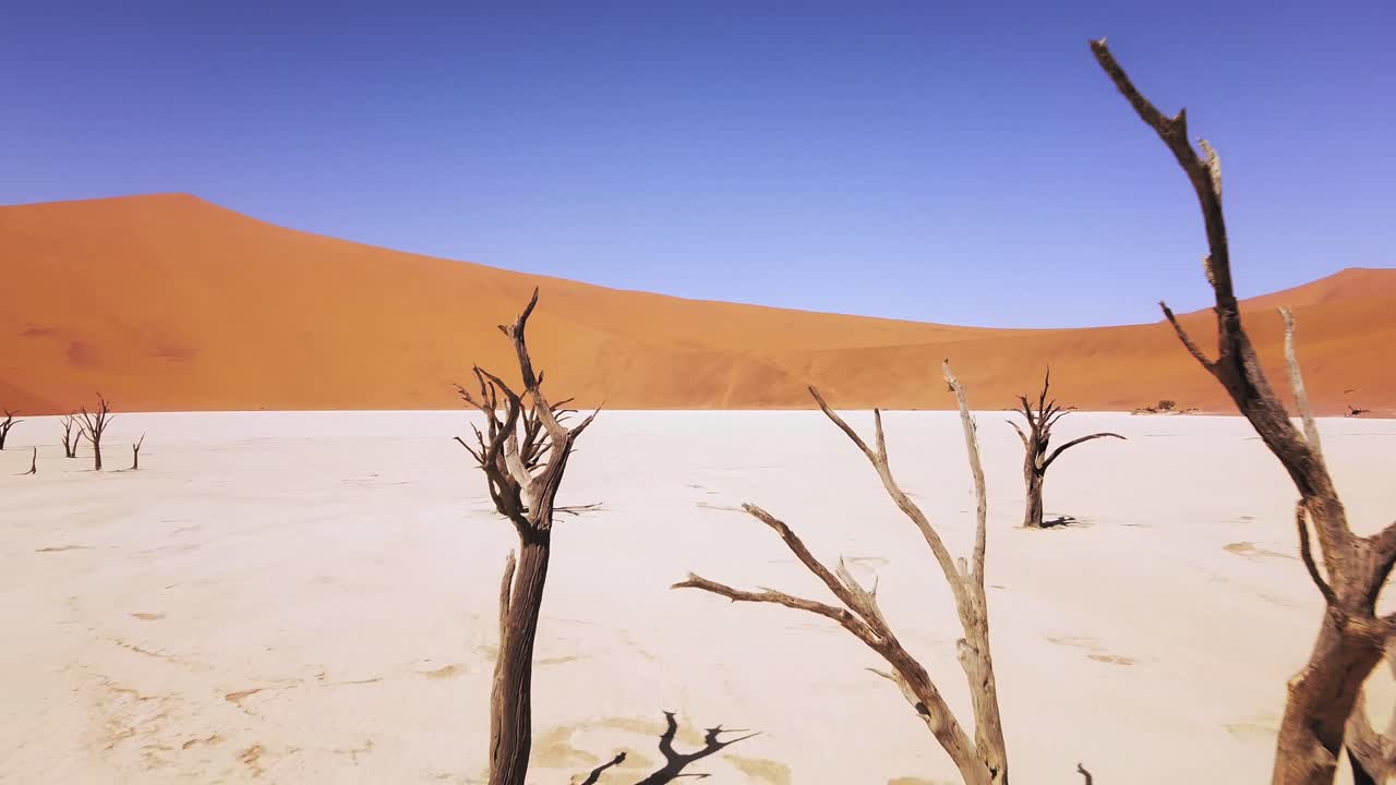 4k 드론이 죽은 낙타 가시 나무를 날고 deadvlei, sosusvlei 근처, namib-naukluft 공원, 나미비아