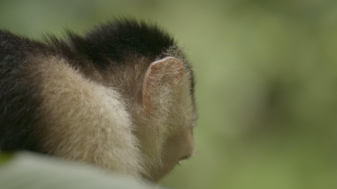 relajado, contento cara blanca mono capuchino come plátano en la selva tropical de costa rica