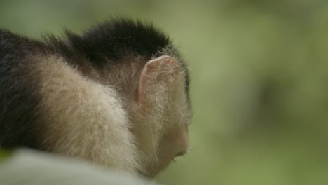 relaxed, contented white face capuchin monkey eats banana in costa rica rainforest