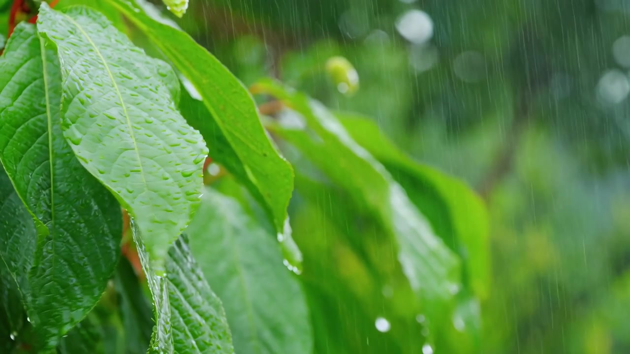 Raindrops Falling on Fresh Green Leaves