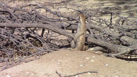 a meerkat sits on guard in the hot summers day in the kgalagadi next to a hidden burrow