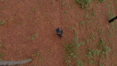 Aerial-birds-eye-view-of-an-African-hunter-wearing-a-hooded-coat-and-carrying-a-bow-and-arrow-walking-through-a-forest