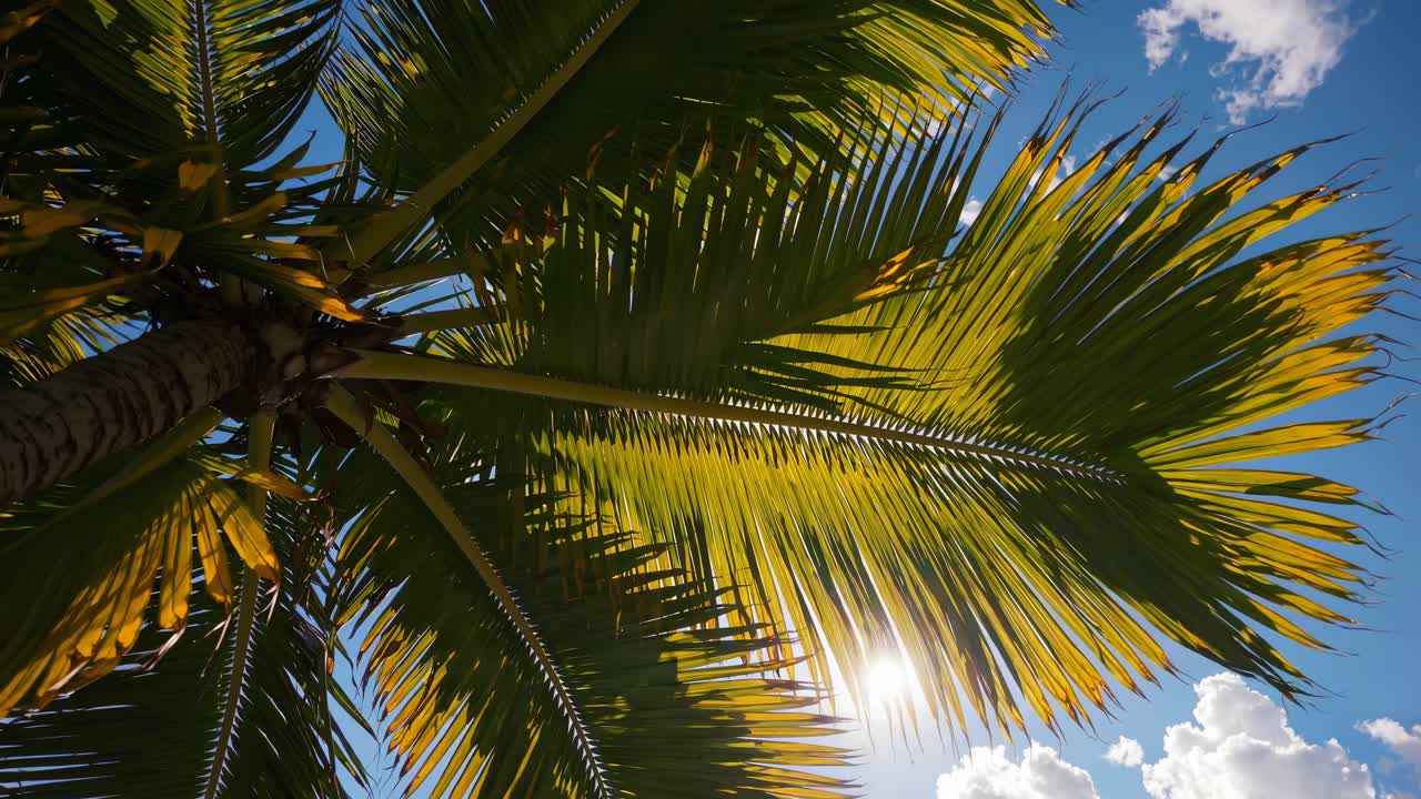 Low-angle video shot of palm leaves against a bright blue sky, capturing the tropical vibe