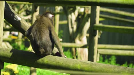 baby-monkey-with-a-red-and-blue-mouth-is-running-around-through-high-grass-with-food-to-eat-on-a-wooden-pole-turning-away-from-camera-hiding-alone-in-playground-adventure-scenery-cute-funny