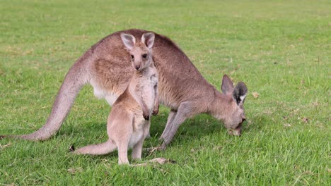 madre canguro cuidando de su joey en el prado
