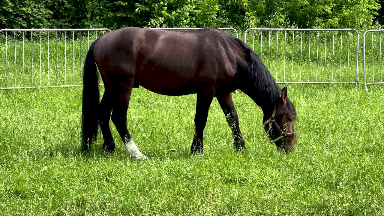 A horse grazes in a green meadow (4K 60, static)