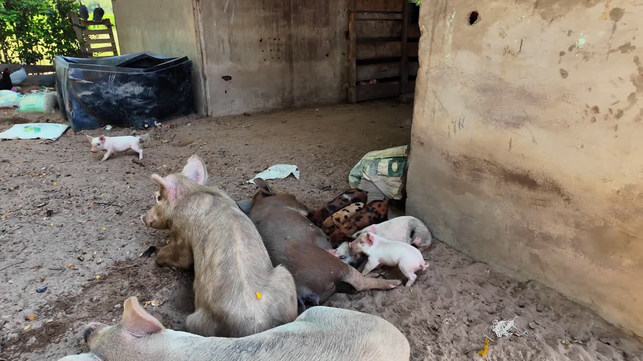 시골 풍경 속에서 어미 돼지가 새끼 돼지들에게 둘러싸여 누워 있는 따뜻한 장면