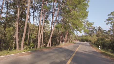 vista frontal del conductor mientras viaja por la carretera local rodeada de pinos en el bosque de tierras altas en el atardecer de invierno, viajando a través del bosque de pinos en moto