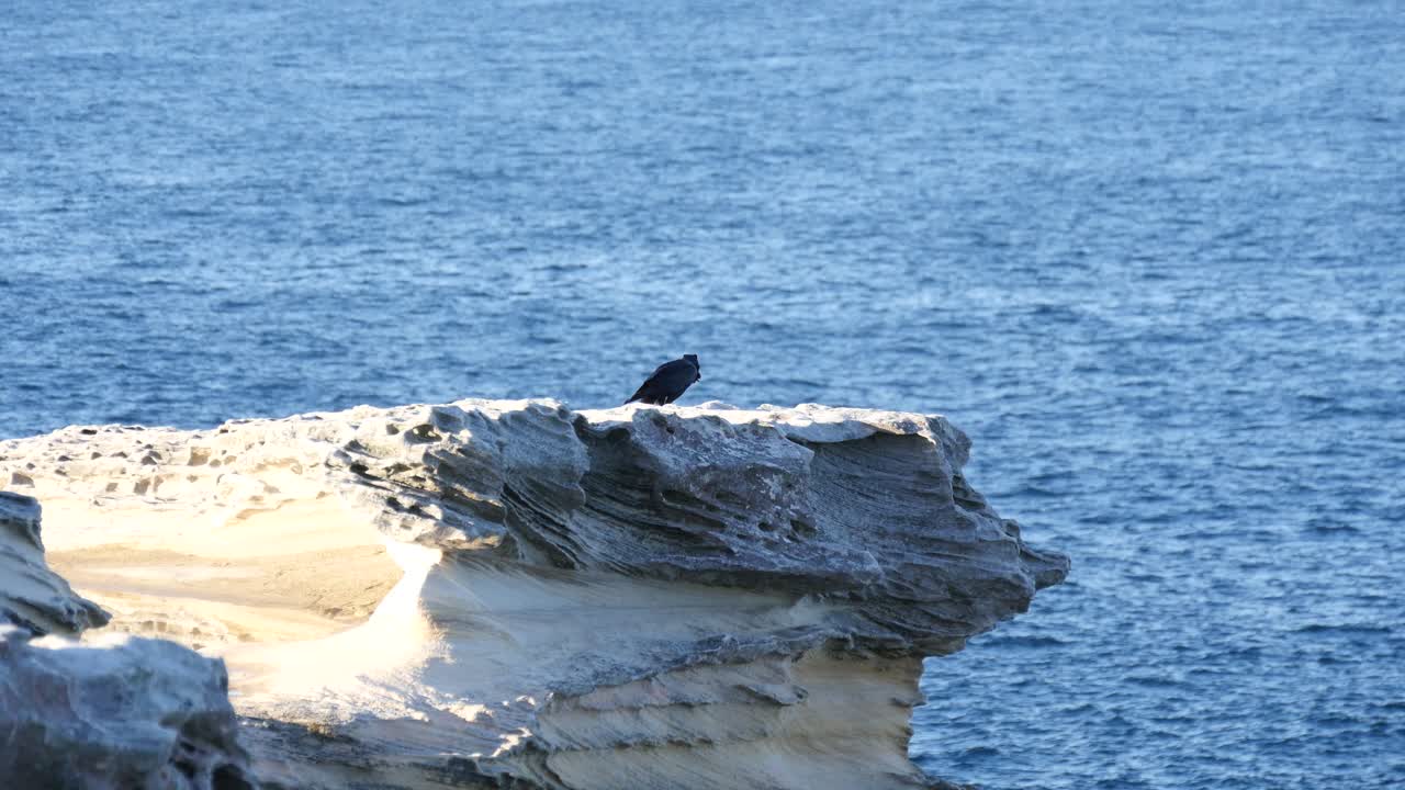 cuervo posado en el borde de un acantilado costero rocoso en kurnell beach, nueva gales del sur, australia