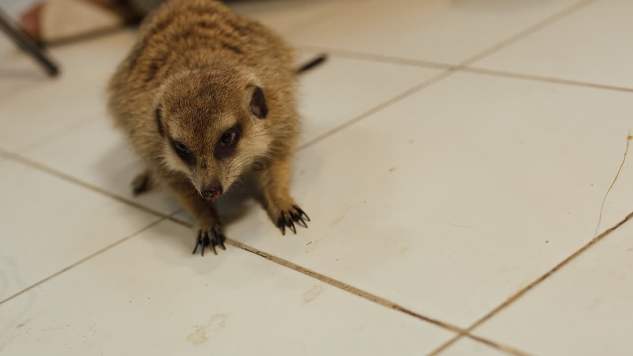 Una suricata come un gusano de la harina que le ofrecen con unas pinzas sobre un suelo interior de baldosas blancas