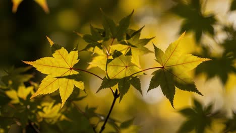 captivating golden leaves in autumn: a stunning display of nature's colors and textures showcasing the beauty of maple foliage against a softly blurred background
