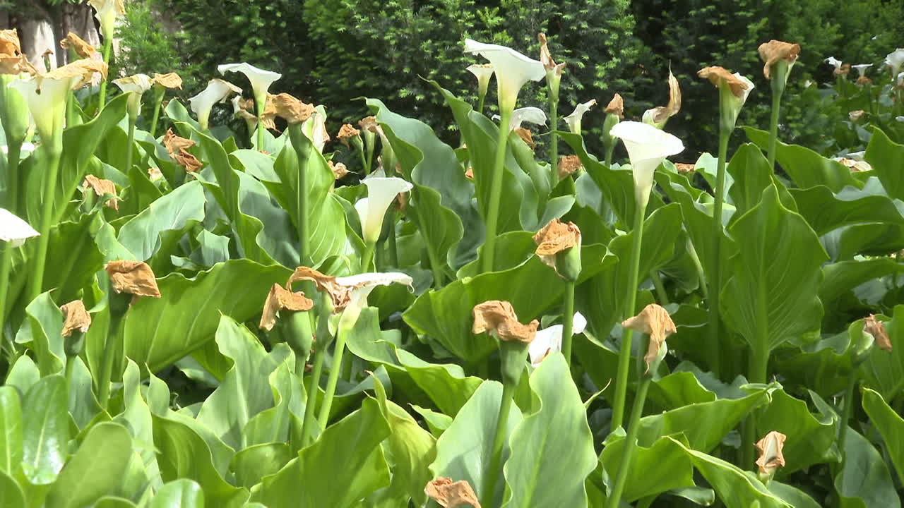 White Calla Lilies in a Garden