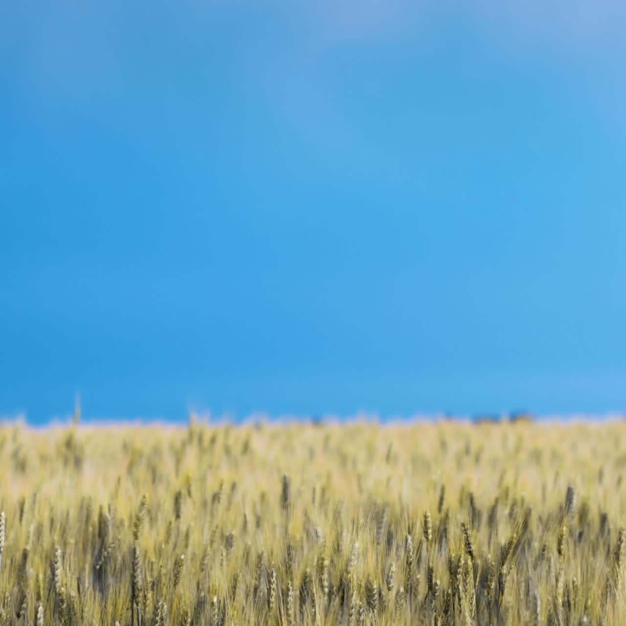 노란 밀밭 위 하늘의 번개 방전 1