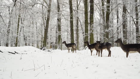 Vier-Damhirsche-Warten-In-Fallendem-Schnee-In-Einem-Winterwald