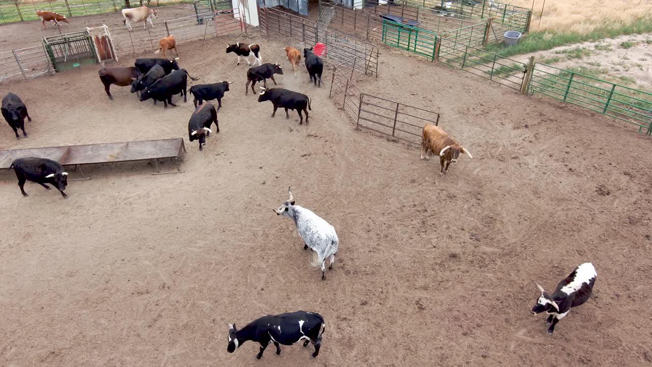 행복 하고 건강 한 황소 들 이 창고 에서 돌아다니고 있다