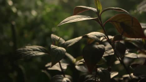 close-up of leaves in the shade