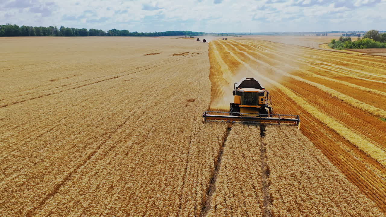 Combine harvester in action on wheat field. Process of gathering a ripe crop from the fields. Aerial view