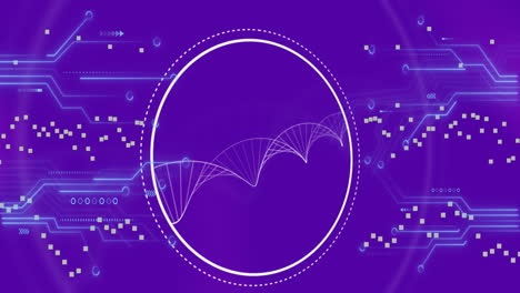 animación de la estructura del adn giratorio y las conexiones del microprocesador contra un fondo de gradiente púrpura