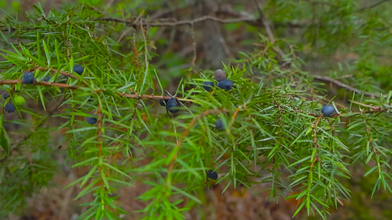 Juniper trees close up during summer time with blue juniper berries on the plants