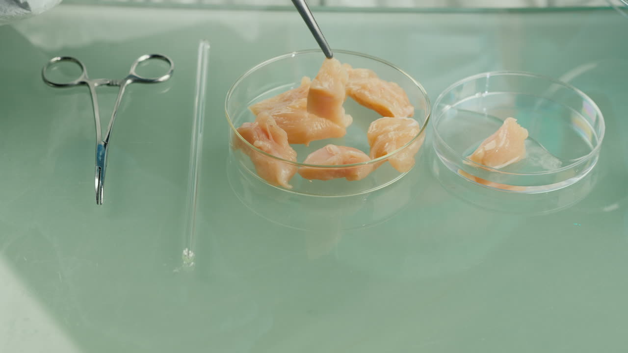 técnico comprueba la calidad de la carne de pollo en el laboratorio 1