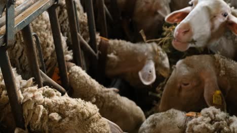 sheeps on a flock farm