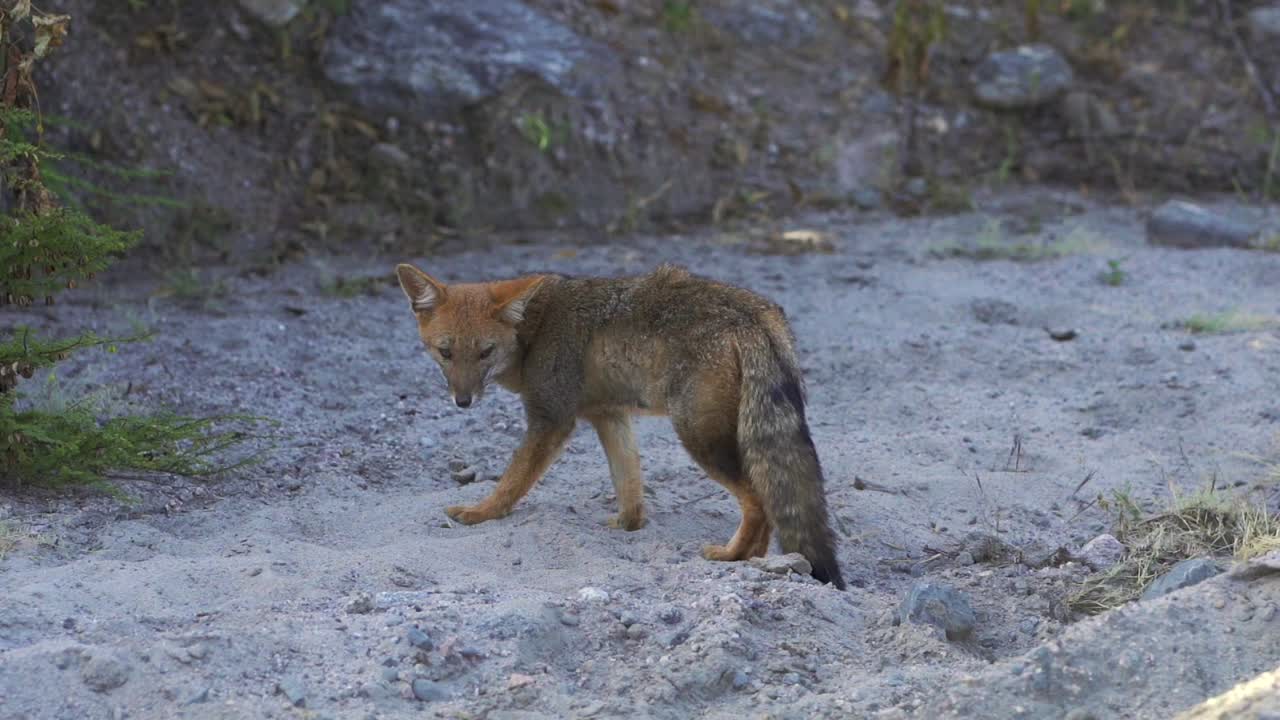 un pequeño zorro mirando a la cámara